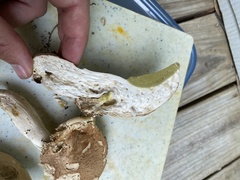 Boletus atkinsonii