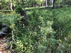 Euthamia graminifolia