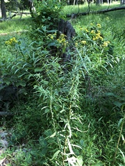 Euthamia graminifolia