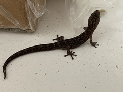 Christinus marmoratus