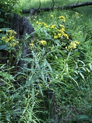 Euthamia graminifolia