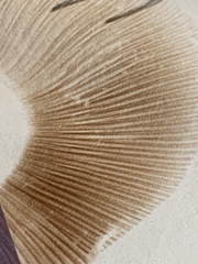 Cortinarius