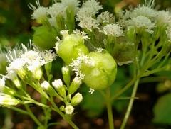 Schizomyia eupatoriflorae