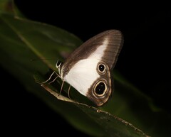 Hypocysta angustata