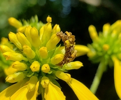 Synchlora