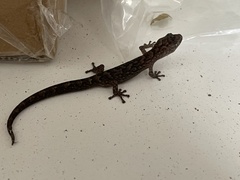 Christinus marmoratus