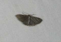 Idaea coercita