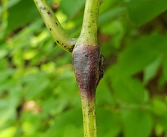 Ampeloglypter sesostris