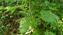 Ampeloglypter sesostris