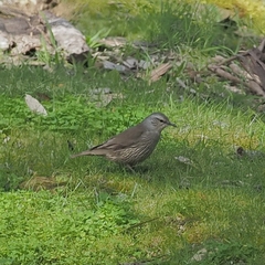 Climacteris picumnus