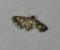 Eurrhyparodes bracteolalis