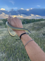 Coluber constrictor flaviventris