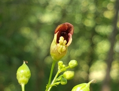 Scrophularia marilandica