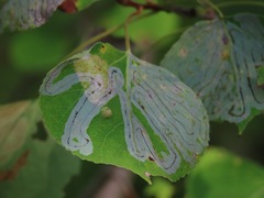 Phyllocnistis populiella