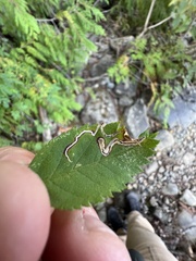 Stigmella anomalella