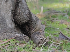 Climacteris picumnus