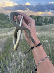 Coluber constrictor flaviventris