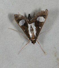 Glyphodes bivitralis