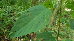 Scrophularia marilandica