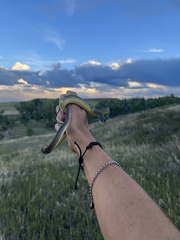 Coluber constrictor flaviventris