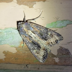 Helotropha reniformis