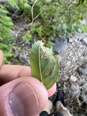 Stigmella anomalella
