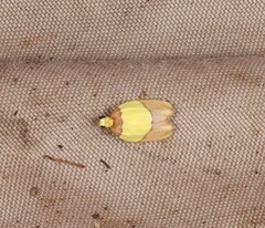 Heterallactis euchrysa