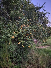 Citrus trifoliata