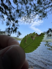 Stigmella anomalella