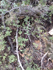 Symphoricarpos rotundifolius