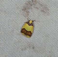 Heterallactis microchrysa