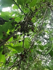 Trichilia havanensis