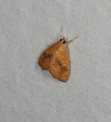 Hyalobathra brevialis