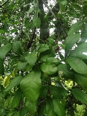 Trichilia havanensis