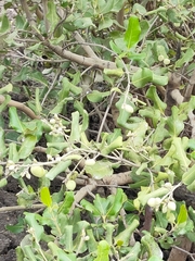Avicennia marina