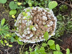 Hydnellum suaveolens