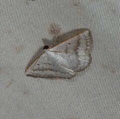 Plectoneura argostola