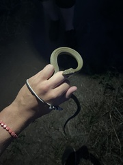 Coluber constrictor flaviventris