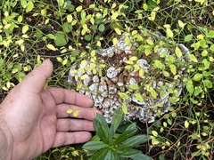 Hydnellum suaveolens