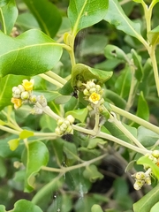 Avicennia marina