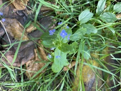 Veronica americana