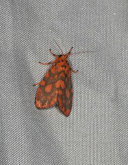 Miltochrista quadrilineata
