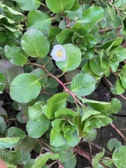 Ludwigia