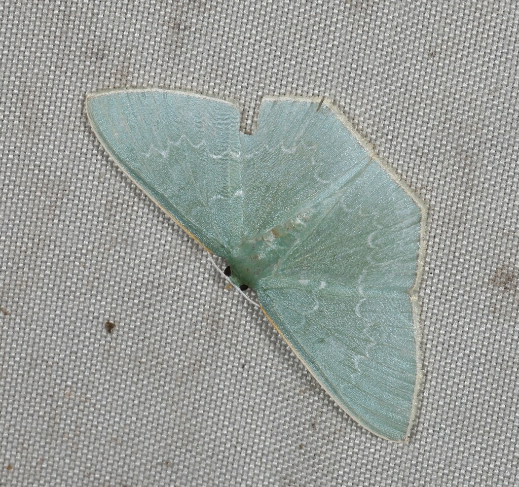 Maxates selenosema