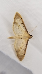 Herpetogramma bipunctalis
