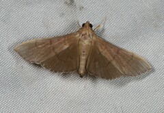 Omiodes nigriscripta