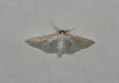 Palpita