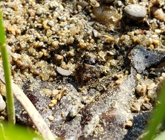 Gelastocoris oculatus