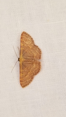 Leptostales pannaria