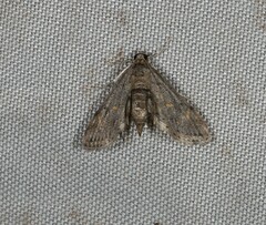 Parapoynx crisonalis